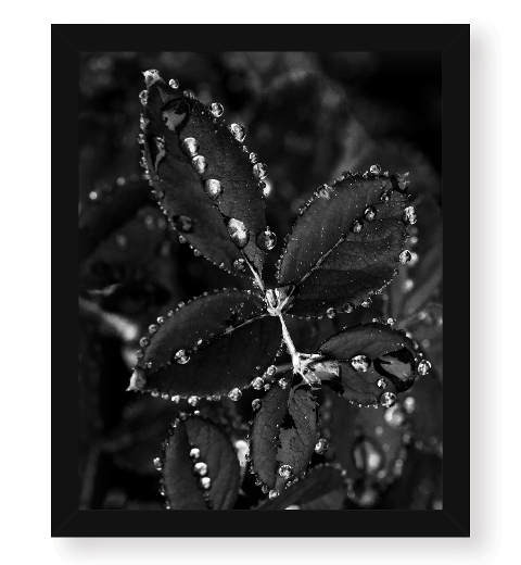 Framed 16 x 20 Print